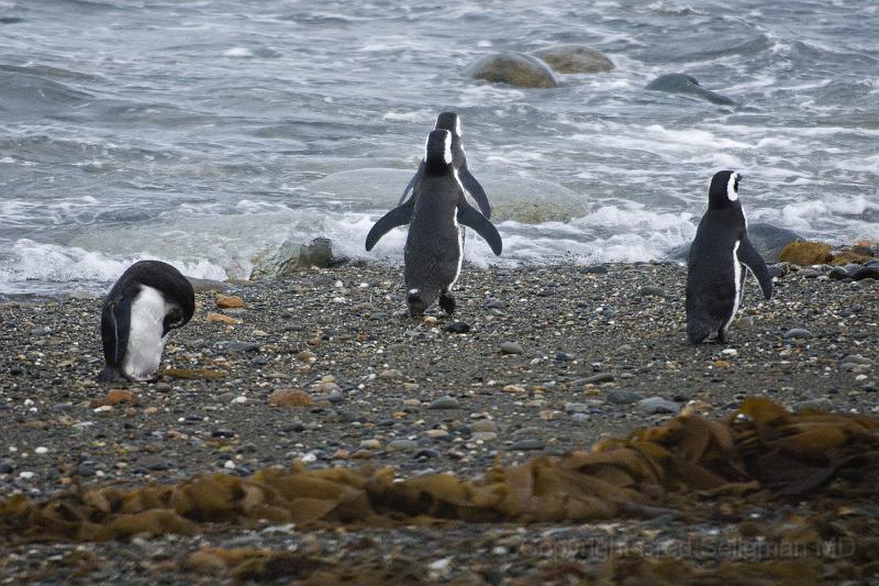 20071214 105855 D200 3900x2600.jpg - March of the Penguins, Otway Sound, Puntas Arenas, Chile
